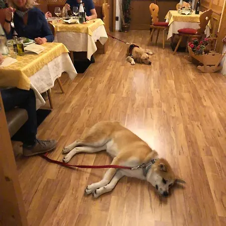 Alpine Touring Hotel-petfriendly Hotel