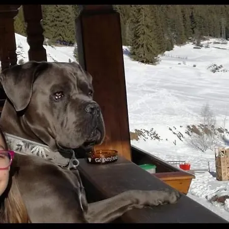 Hotel Alpine Touring Hotel-petfriendly Pozza di Fassa