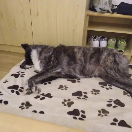 Alpine Touring Hotel-petfriendly Pozza di Fassa