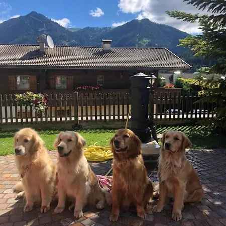 Alpine Touring Hotel-petfriendly